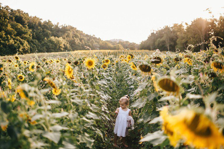 Sunflower Fields in Knoxville at Forks of the River