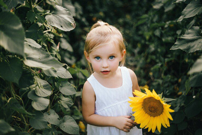 Sunflower Fields in Knoxville at Forks of the River