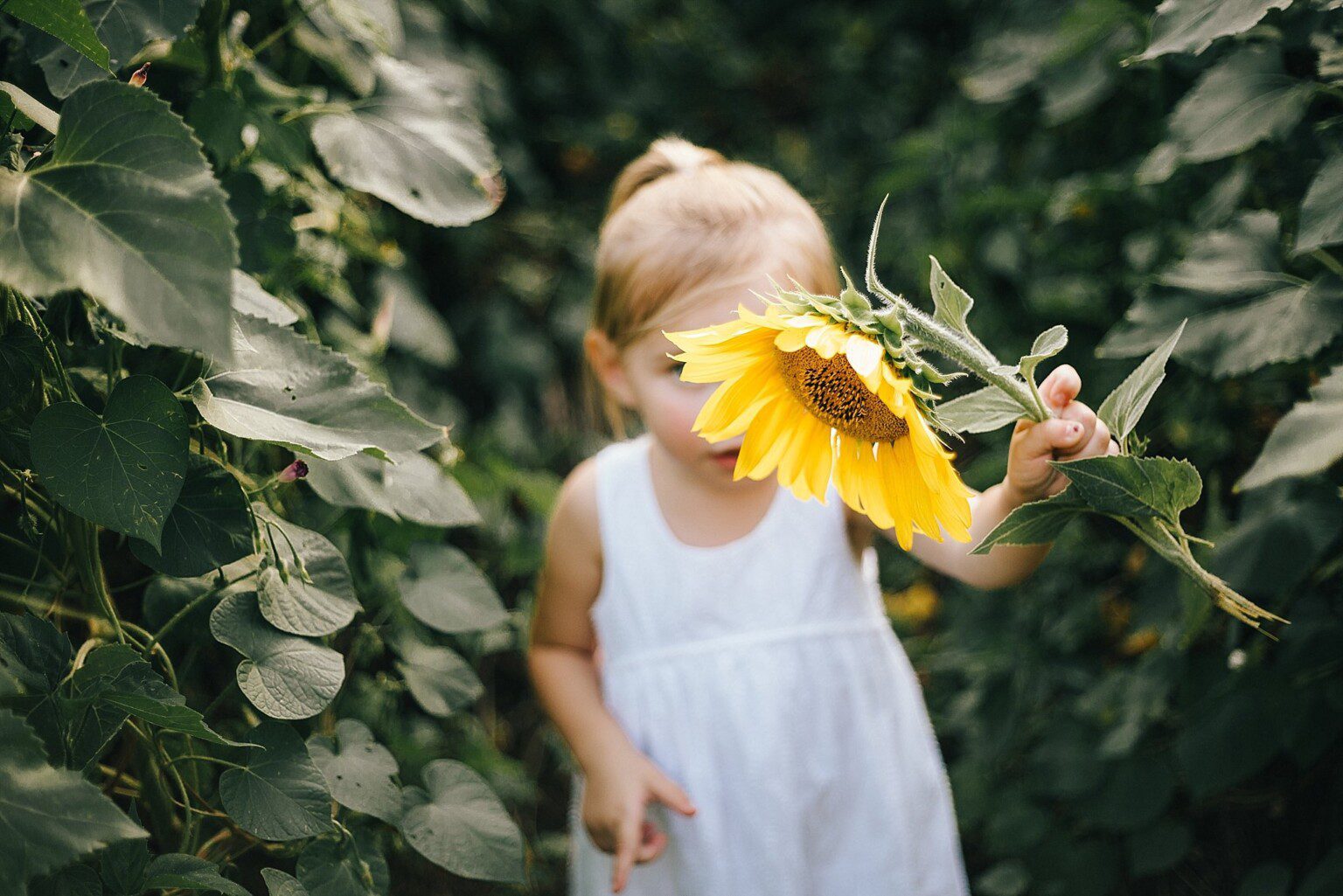 Sunflower Fields in Knoxville at Forks of the River