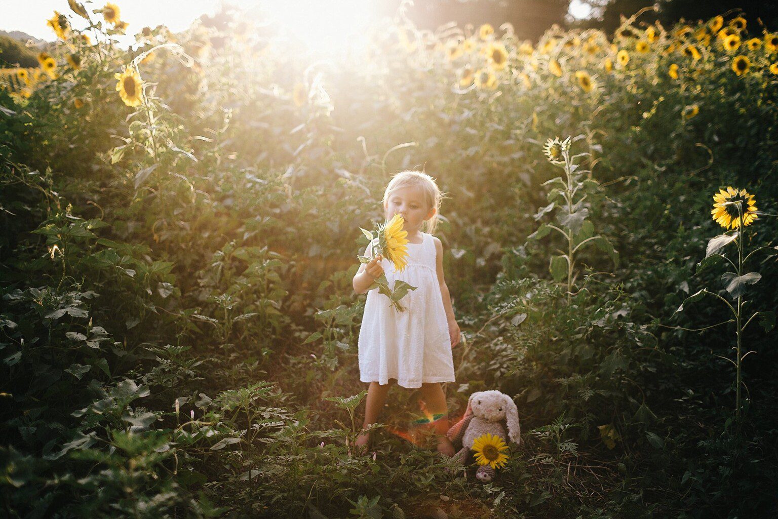 Sunflower Fields in Knoxville at Forks of the River