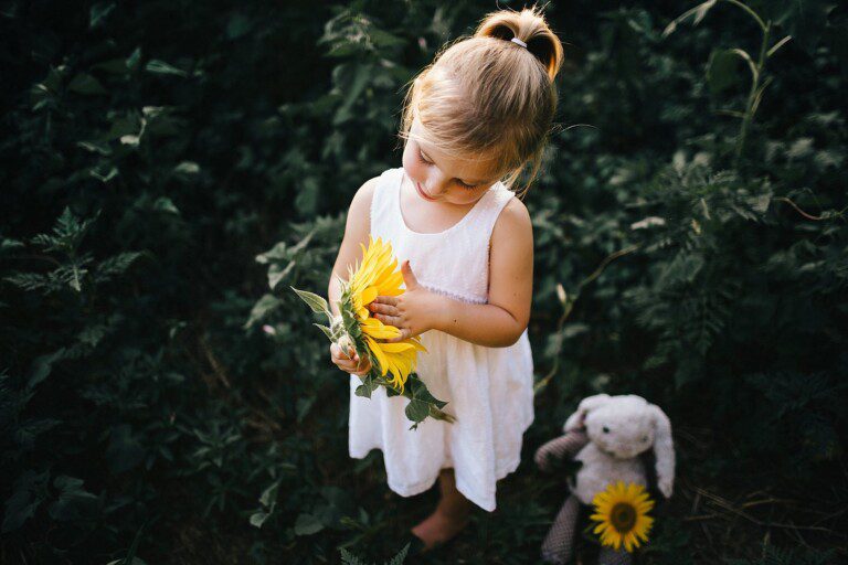 Sunflower Fields in Knoxville at Forks of the River