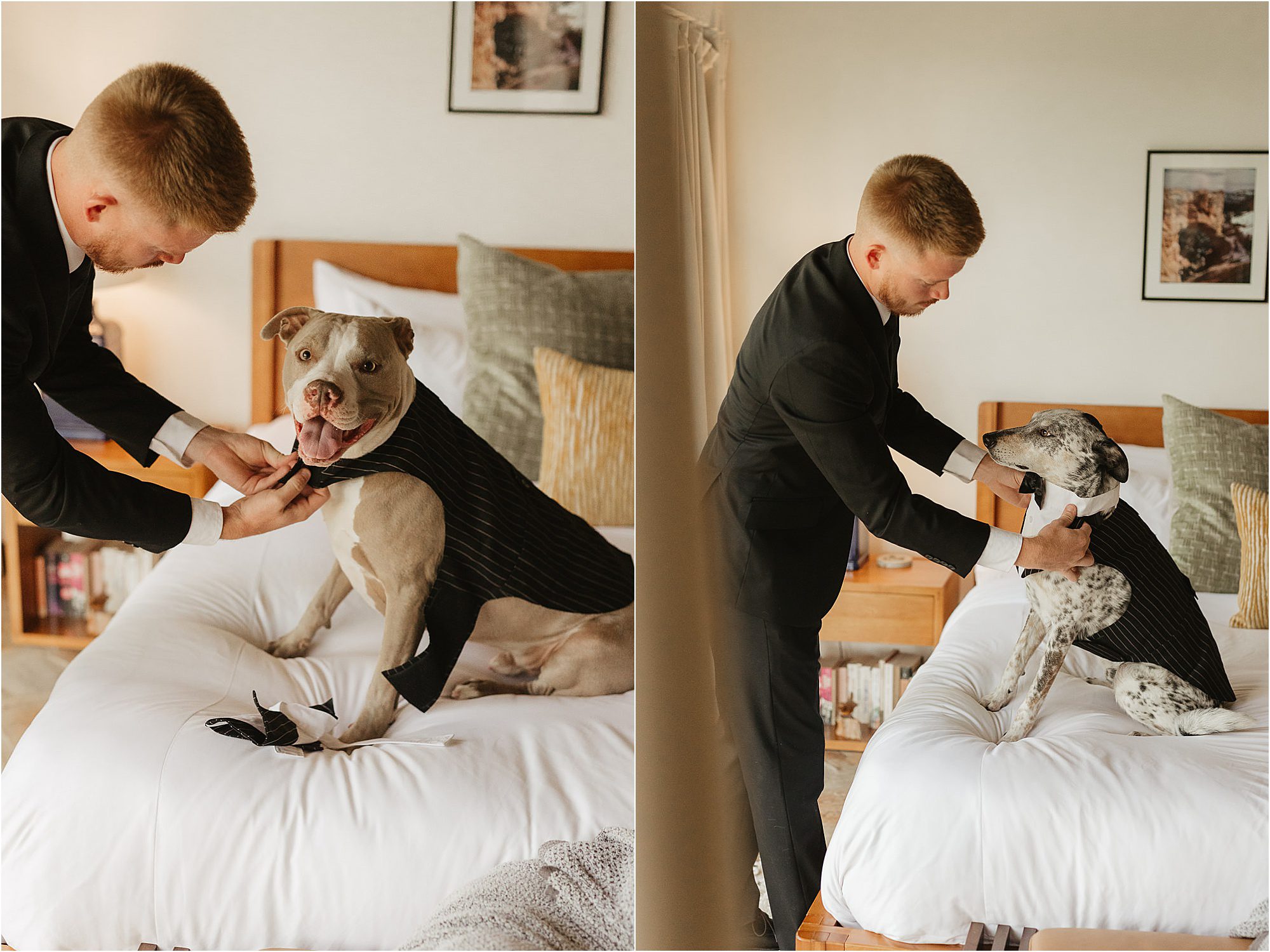 A man in a suit helps two dogs dressed in tuxedos get ready on a bed, offering charming tips for getting ready on your wedding day. The left image shows a happy brown and white dog, and the right image features a spotted dog, both looking dapper in their formal wear.
