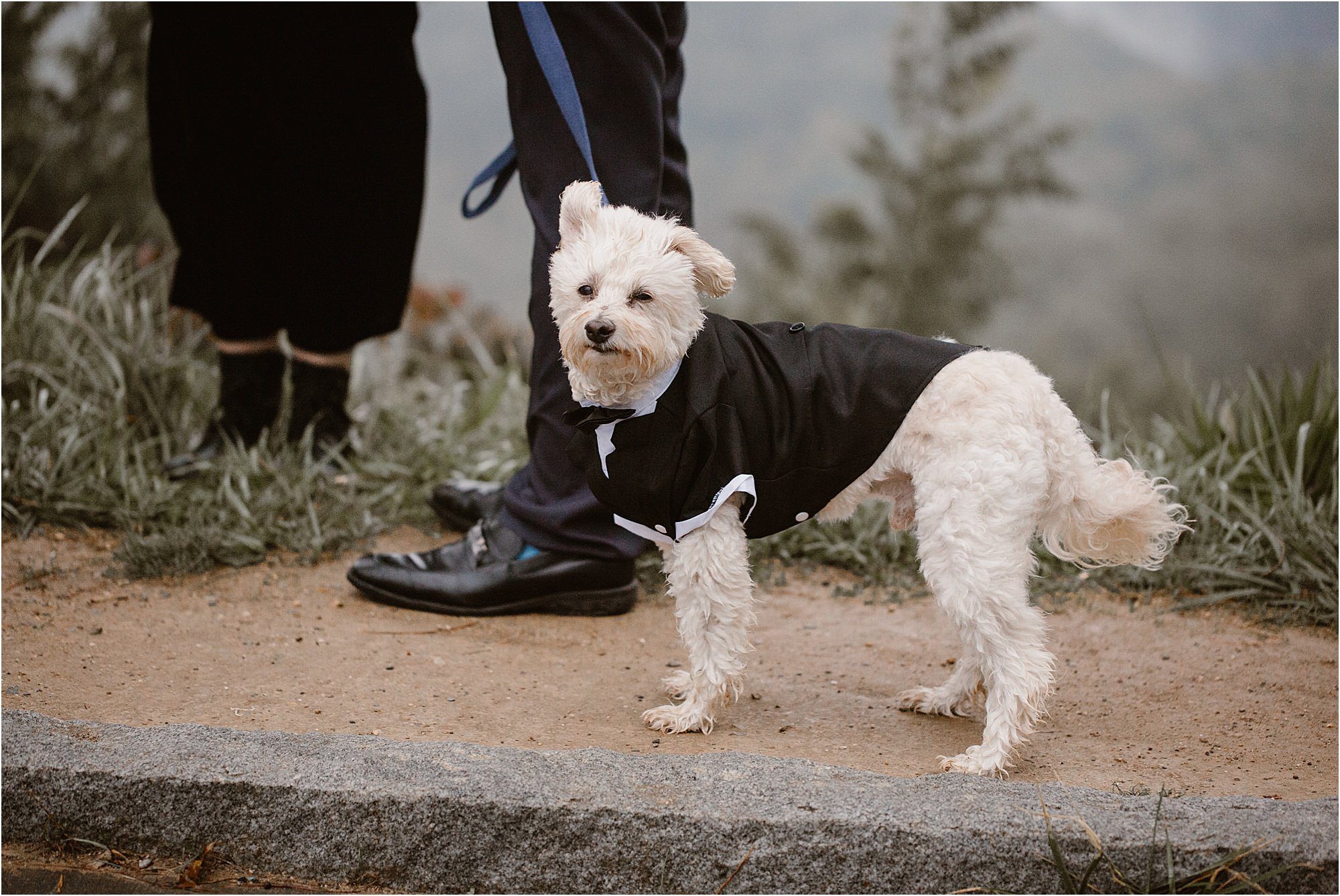 elopement with dogs on the Foothills Parkway Missing LInk