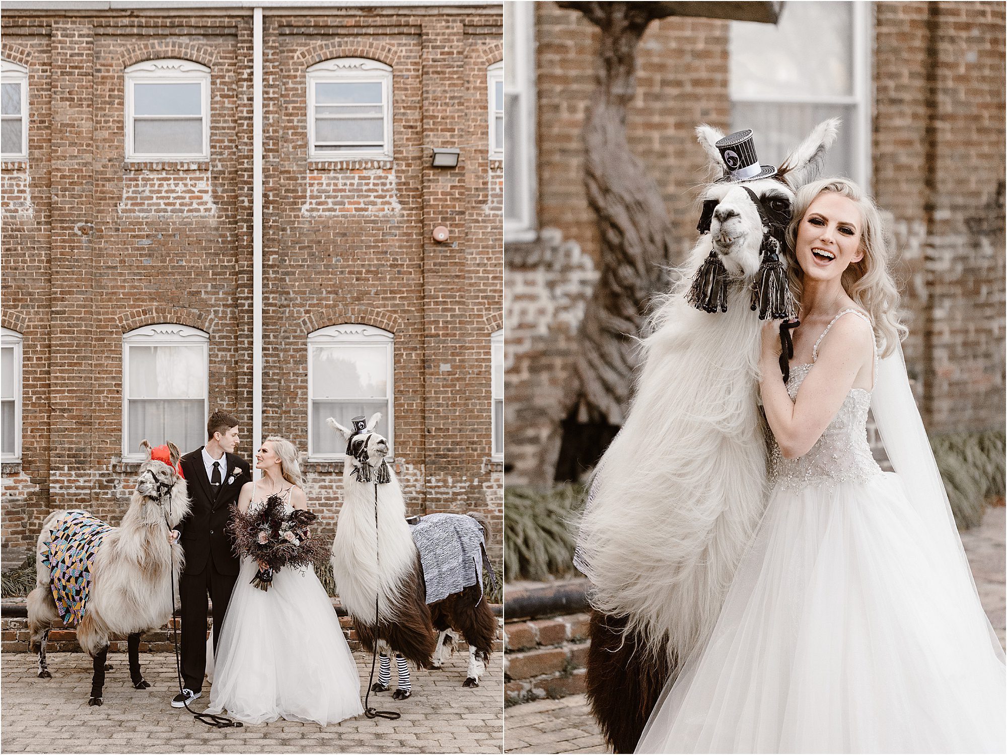 Wedding with Llamas as flower girl and ring bearer