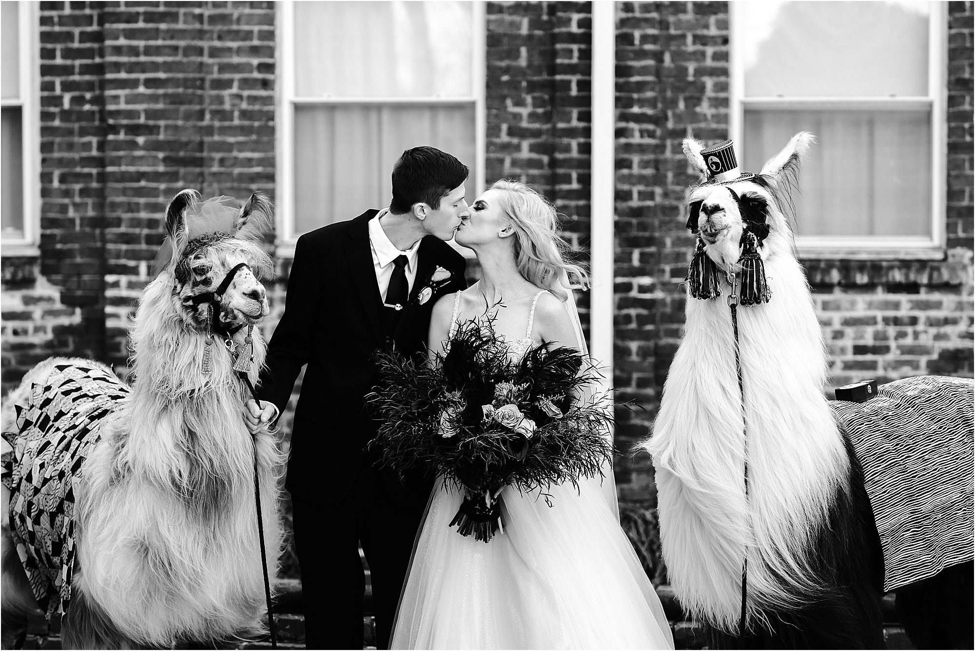 Llamas at a wedding