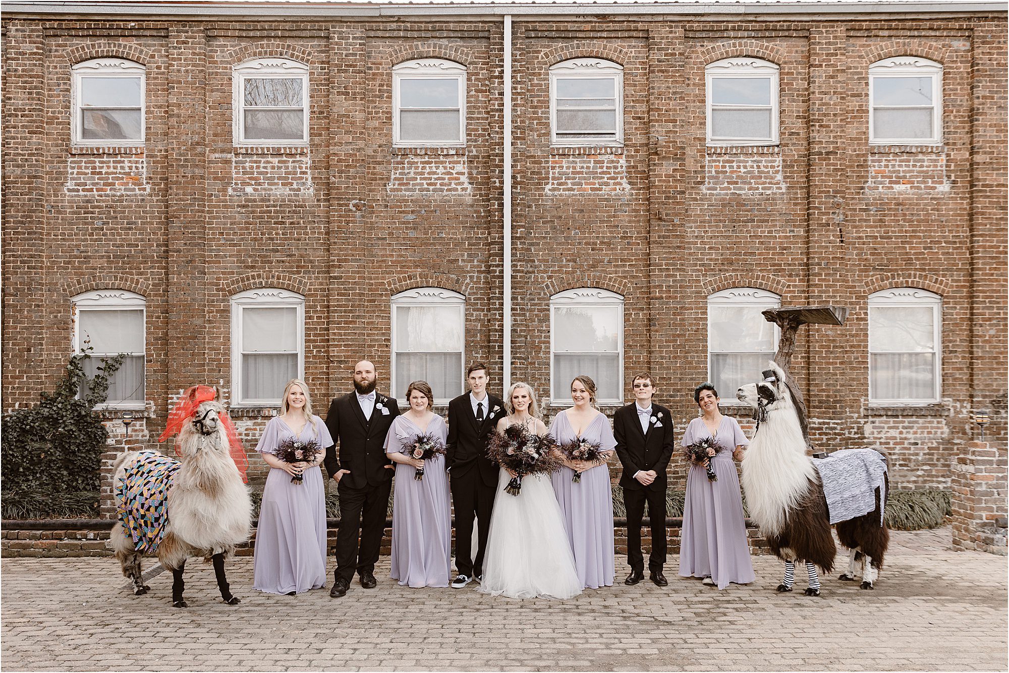 wedding party photos at Weaver's Room in Tennessee with Llamas