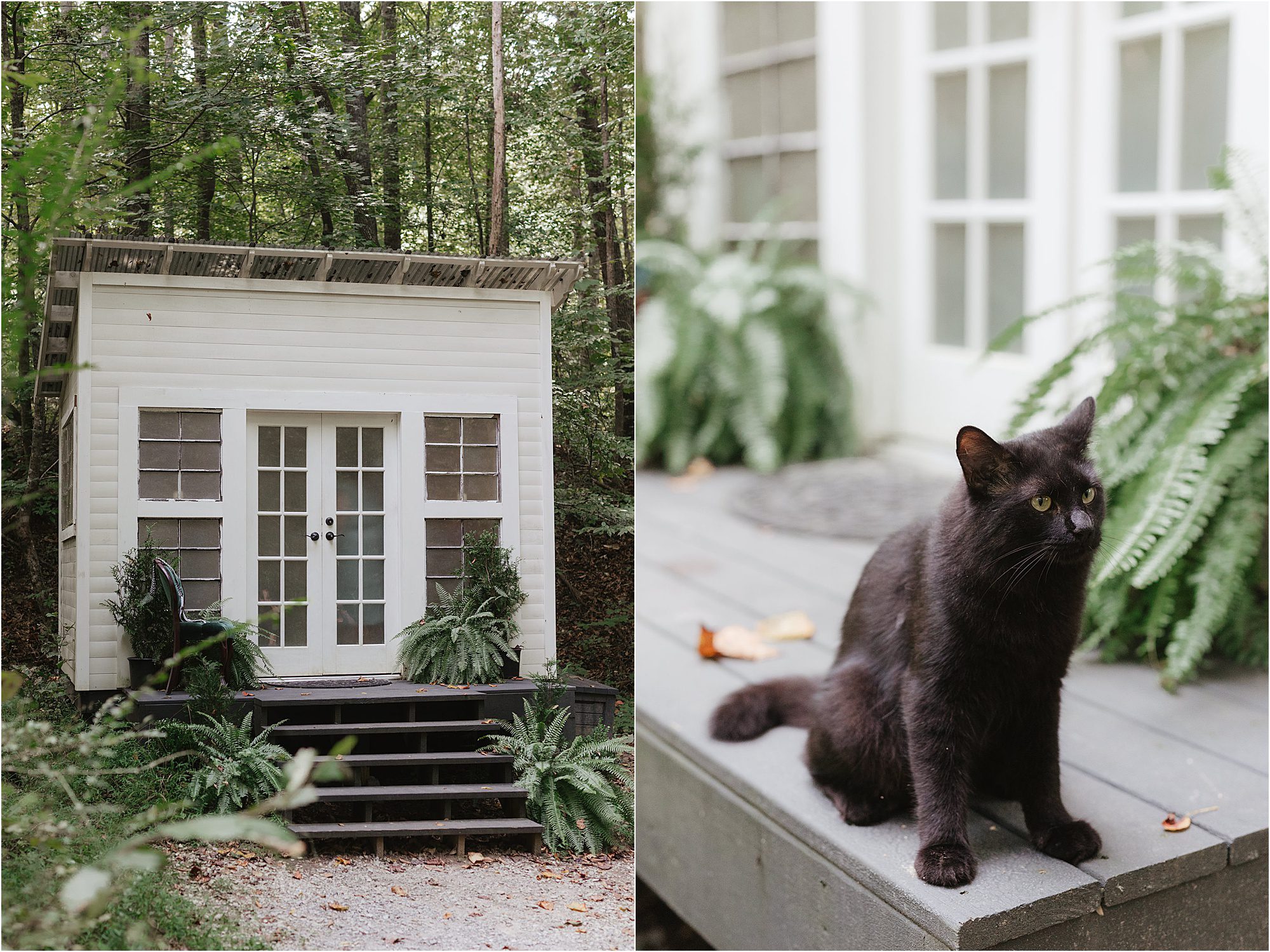A small white cabin, known as the Chapel in the Hollow, with large windows sits in the woods. Next to it, a black cat rests on the wooden porch steps near lush green ferns.